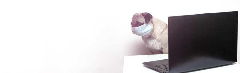 Pug dog in medical mask works as a doctor at a laptop. Concept of a doctor dog. Place for text. Copy space. Banner