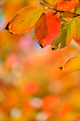 ナツツバキの紅葉