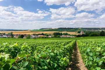 Row vine grape in champagne vineyards at montagne de reims countryside village background, Reims,...