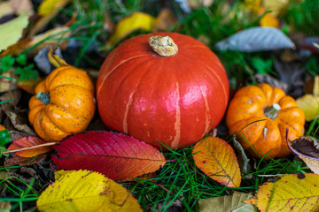 Obraz premium pumpkins and autumn leaves