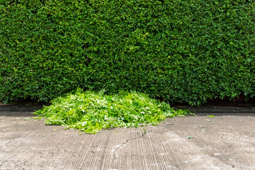 
Fresh cut leaves brought
Preparation Division