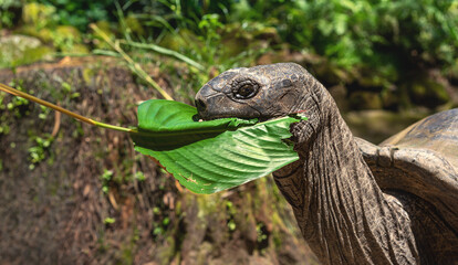 The Aldabra giant tortoise eating leaf