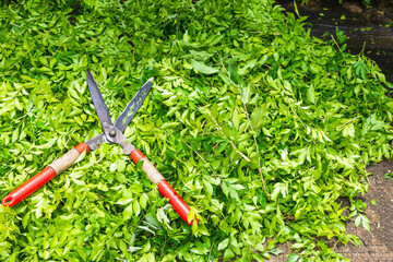 Pruner cut large branches. Placed on a pile of cut branches