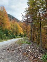 autumn in the forest