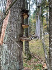 birdhouse in the forest