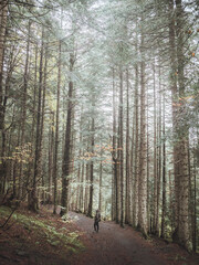 Fototapeta premium path in the woods