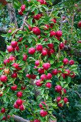 
apple and apple orchards, Amasya Apple