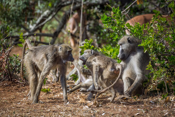 Chacma baboon cute family scenic in Kruger National park, South Africa ; Specie Papio ursinus family of Cercopithecidae