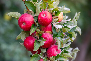 
apple and apple orchards, Amasya Apple