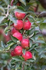 
apple and apple orchards, Amasya Apple