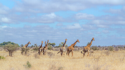 Small group of Giraffes walking in savannah scenery  in Kruger National park, South Africa ; Specie Giraffa camelopardalis family of Giraffidae