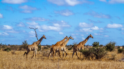 Small group of Giraffes walking in savannah scenery  in Kruger National park, South Africa ; Specie...