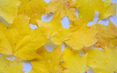 Naklejka na ściany i meble yellow autumn leaf