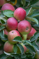
apple and apple orchards, Amasya Apple