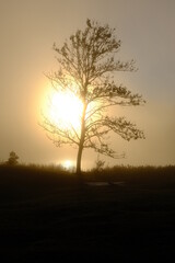 Fototapeta na wymiar fog in the morning