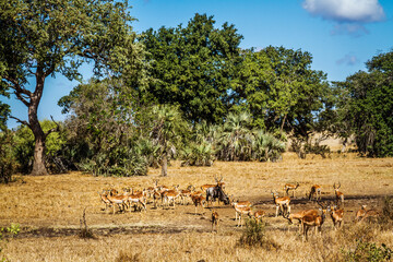 Fototapeta na wymiar Common Impala herd in waterhole scenery in Kruger National park, South Africa ; Specie Aepyceros melampus family of Bovidae