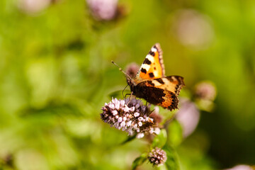 nature and insects concept - small tortoiseshell butterfly in summer garden