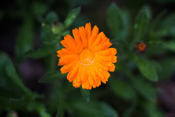Flor naranja