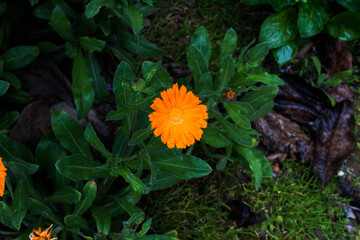 Flor naranja