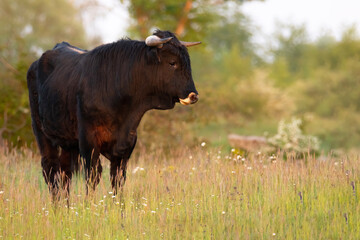 Heck cattle (Bos primigenius f. taurus), bull in a pasture in the early morning with beautiful...