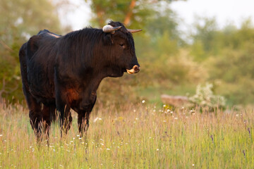 Heck cattle (Bos primigenius f. taurus), bull in a pasture in the early morning with beautiful green coloured background. Attempt to breed back the extinct aurochs (Bos primigenius), Czech Republic