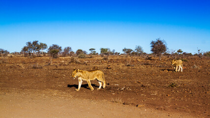 Fototapeta na wymiar Two African lions walking in dry lowland in Kruger National park, South Africa ; Specie Panthera leo family of Felidae