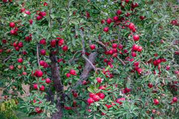 
apple and apple orchards, Amasya Apple