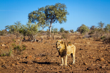 African lion standing in dry lowland in Kruger National park, South Africa ; Specie Panthera leo family of Felidae