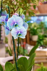 Group of orchids 