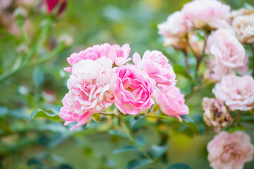 Beautiful pink roses flower in the garden