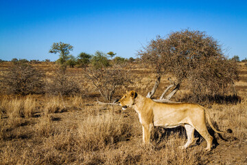 African lioness stalking in the bush in Kruger National park, South Africa ; Specie Panthera leo family of Felidae