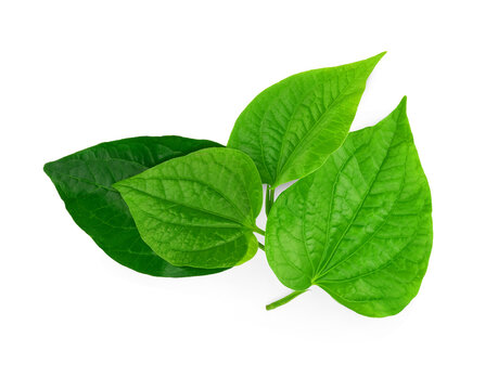 Green Piper betel leaf isolated on the white background. Thai herb, Thai food (Wildbetal Leafbush) (Piper sarmentosum Roxb)
