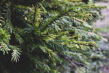 forest tree , branch tree,
Christmas tree ,nature.