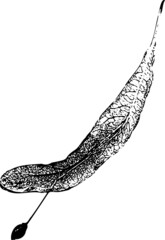 Pedicel with leaf and fruit of the limes. The outline is black and white for diaries and Botanical research. Design.