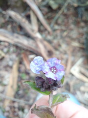 Forest flower
