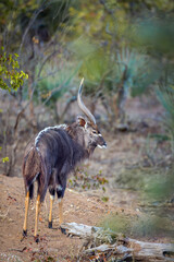 Nyala male standing rear view in Kruger National park, South Africa ; Specie Tragelaphus angasii family of Bovidae