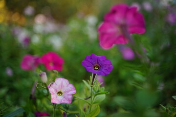 Amazing vivid pink, purple and violet petunia flowers grow in the garden