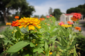 sunflowers in the garden Zinnia elegans known as youth-and-age in the garden.