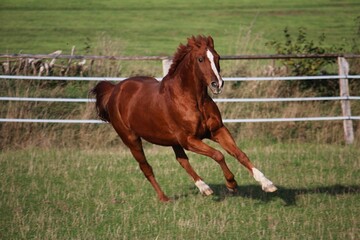 beautiful brown horse is running on the paddocck