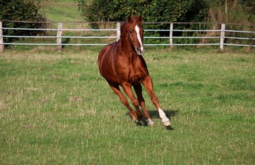 beautiful brown horse is running on the paddocck