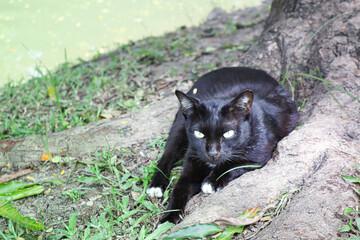 Fototapeta na wymiar black cat on grass