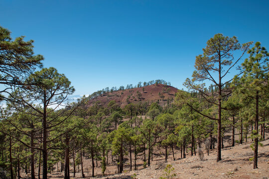 Hiking path through the Pinus Canariensis, the evergreen endemic pine trees of the Canary Islands, a coniferous forest covering the volcanic land, at high altitude, at Teide National Park in Tenerife