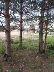 Pines and fir with crossed roots
