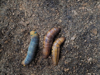 Top view a Larva and two pupa of Oleander Hawk-Moth (Daphnis nerii) lying on the soil texture background.