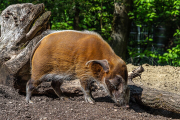 Fototapeta premium Red river hog, Potamochoerus porcus, also known as the bush pig.