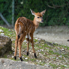 Baby Nyala Antelope - Tragelaphus angasii. Wild life animal.