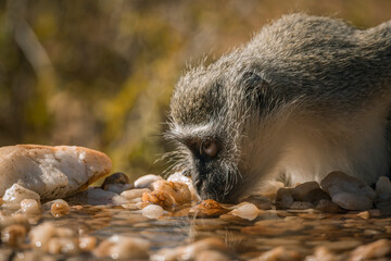 Vervet monkey portrait drinking in waterhole in Kruger National park, South Africa ; Specie Chlorocebus pygerythrus family of Cercopithecidae