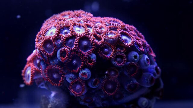 zoanthus coral colony blue and red time lapse