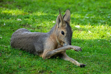Patagonian Mara, Dolichotis patagonum are large relatives of guinea pigs