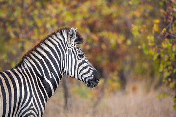 Plains zebra portrait in fall colors background in Kruger National park, South Africa ; Specie Equus quagga burchellii family of Equidae